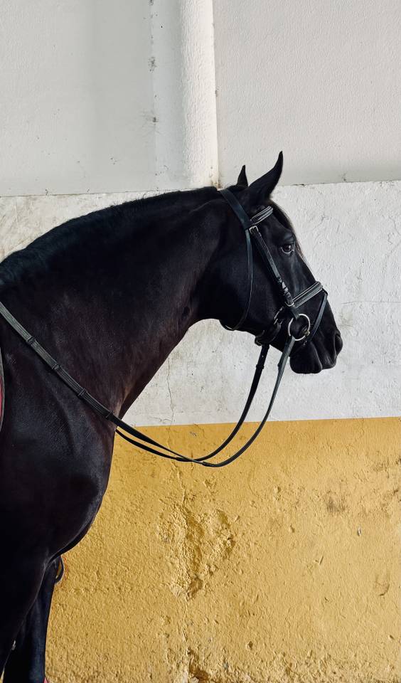 Filly Lusitano For sale 2025 Grey