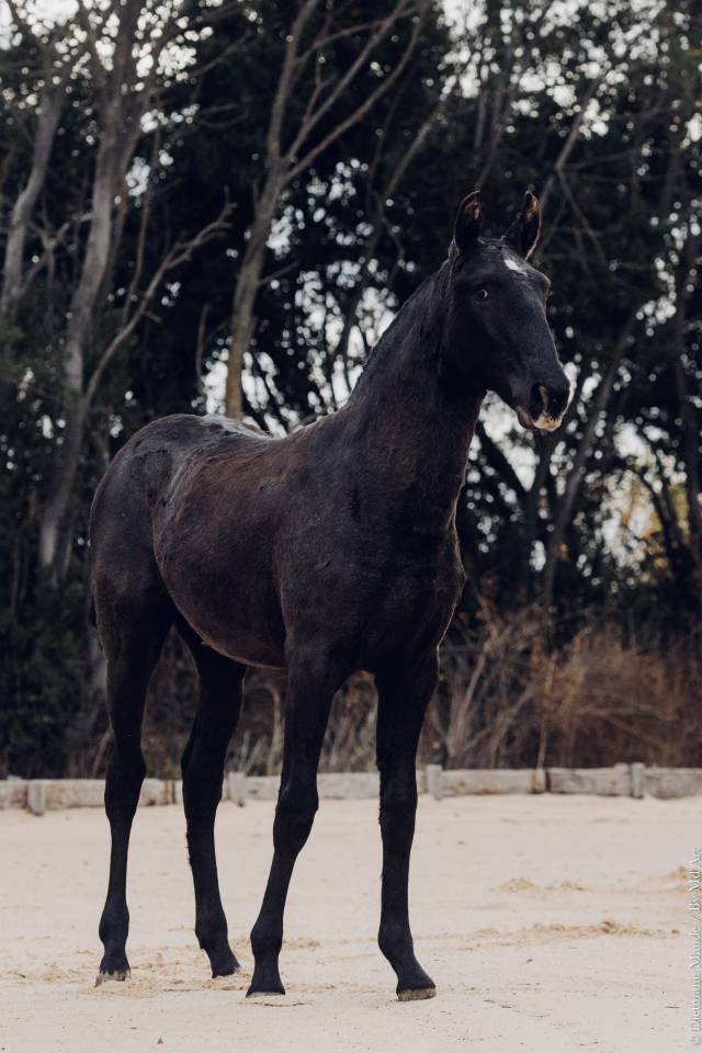 Filly Lusitano For sale 2025 Grey