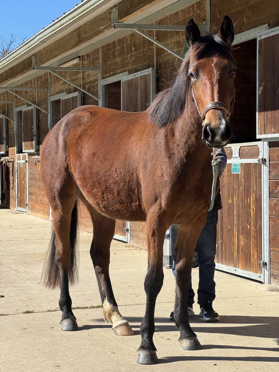 Filly Selle Fran&ccedil;ais For sale 2023 Bay