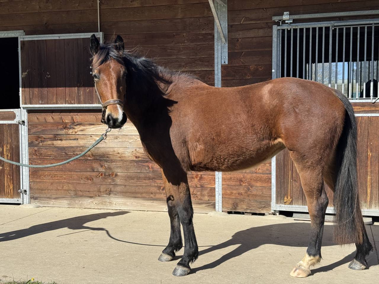 Filly Selle Fran&ccedil;ais For sale 2023 Bay