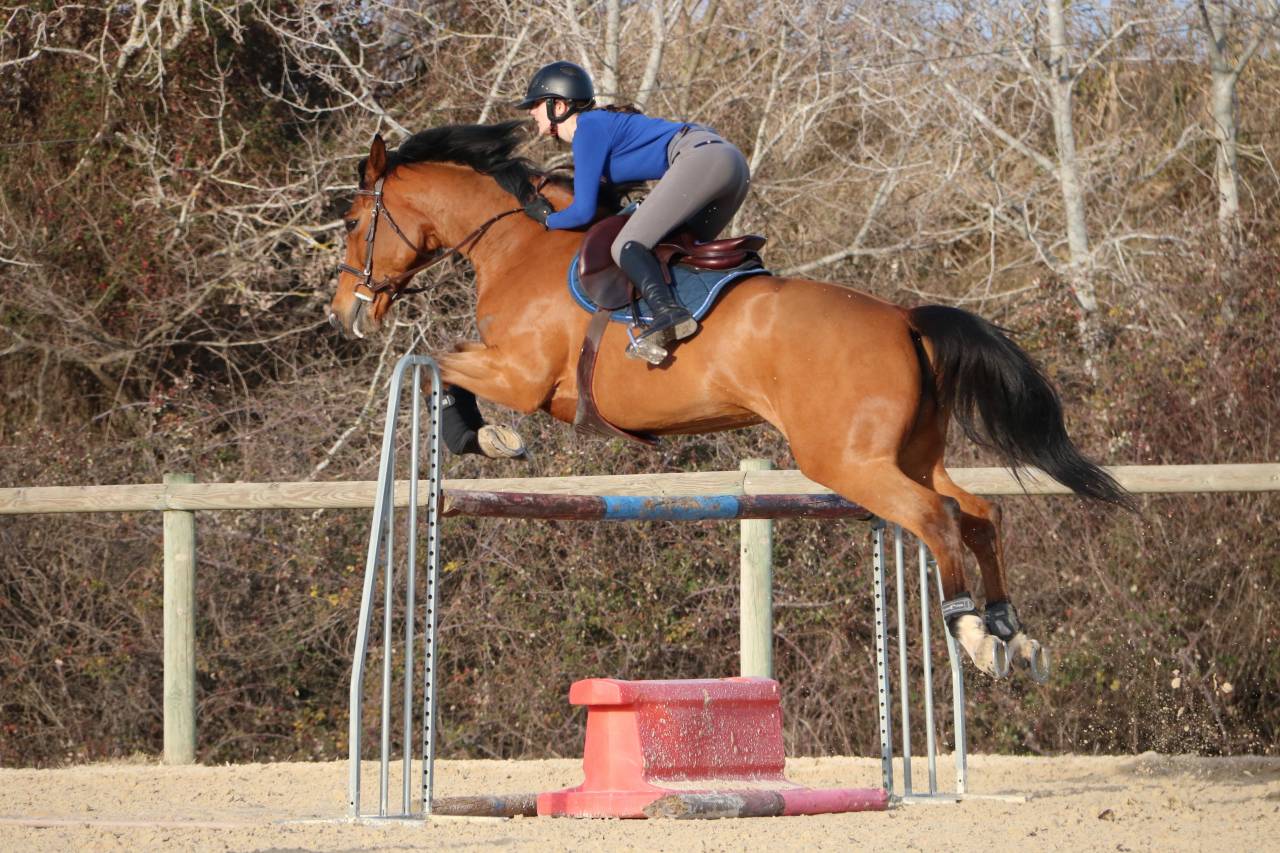 Filly Selle Fran&ccedil;ais For sale 2023 Bay