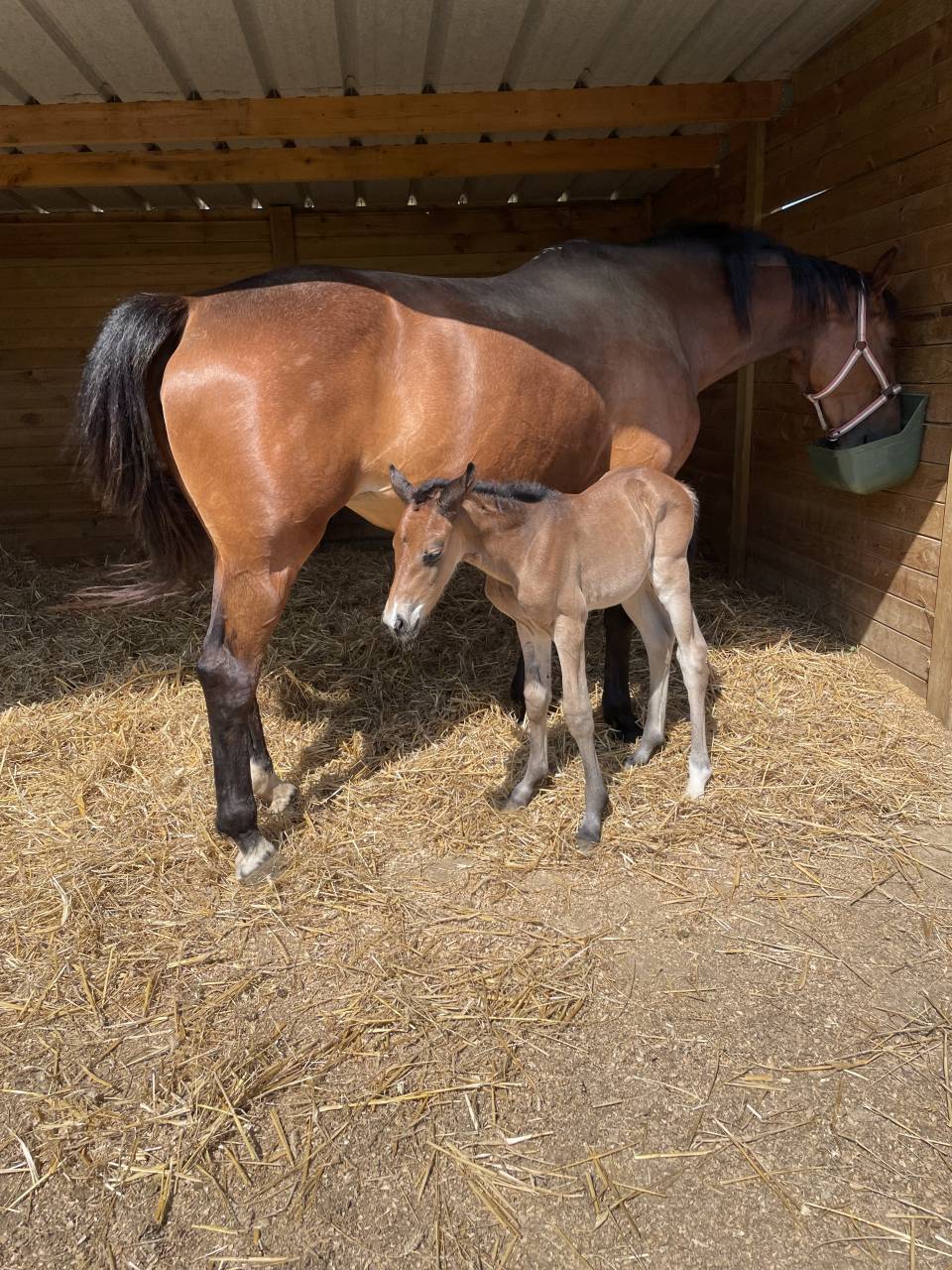 Filly Selle Fran&ccedil;ais For sale 2023 Bay