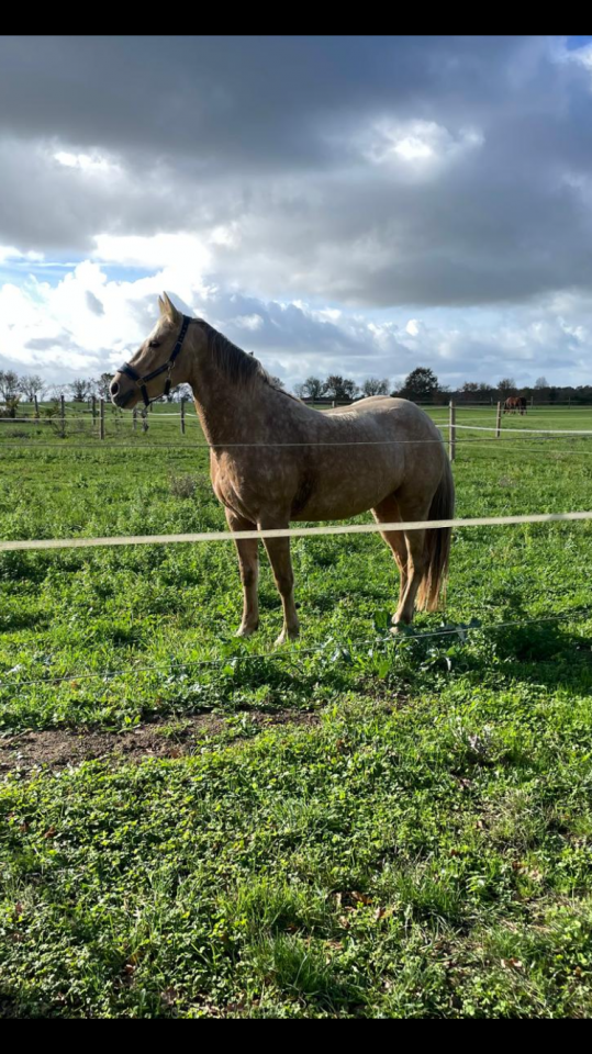 Mare Origin Recorded For sale 2022 Palomino
