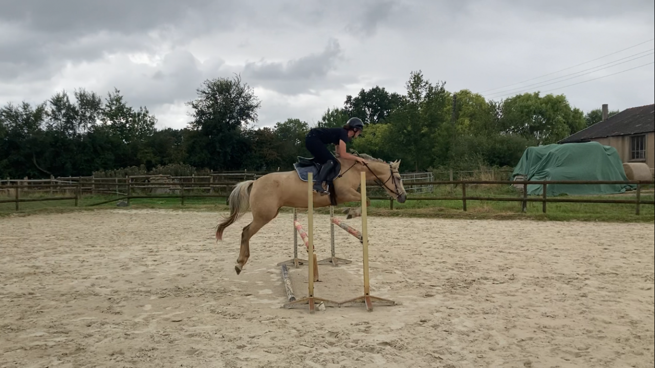 Mare Origin Recorded For sale 2022 Palomino