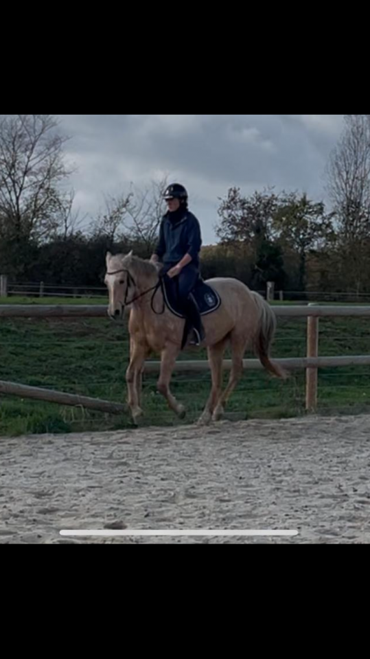 Mare Origin Recorded For sale 2022 Palomino