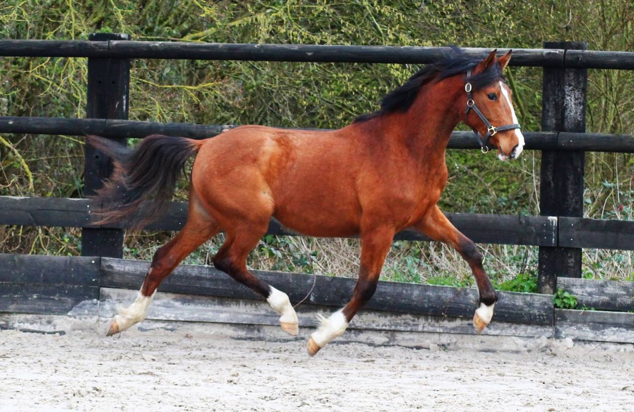 Mare Origin Recorded For sale 2024 Bay