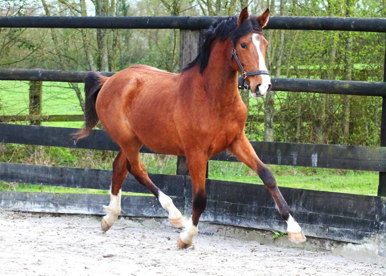 Mare Origin Recorded For sale 2024 Bay