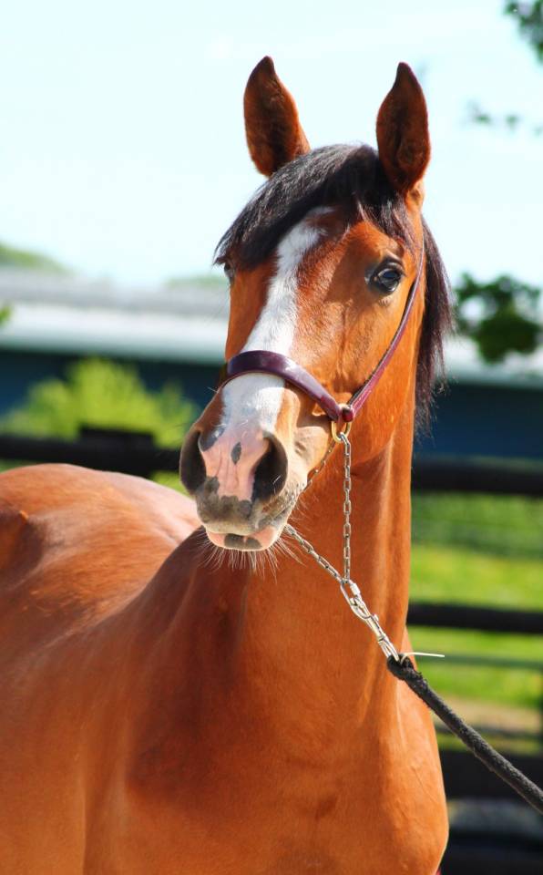 Mare Origin Recorded For sale 2024 Bay