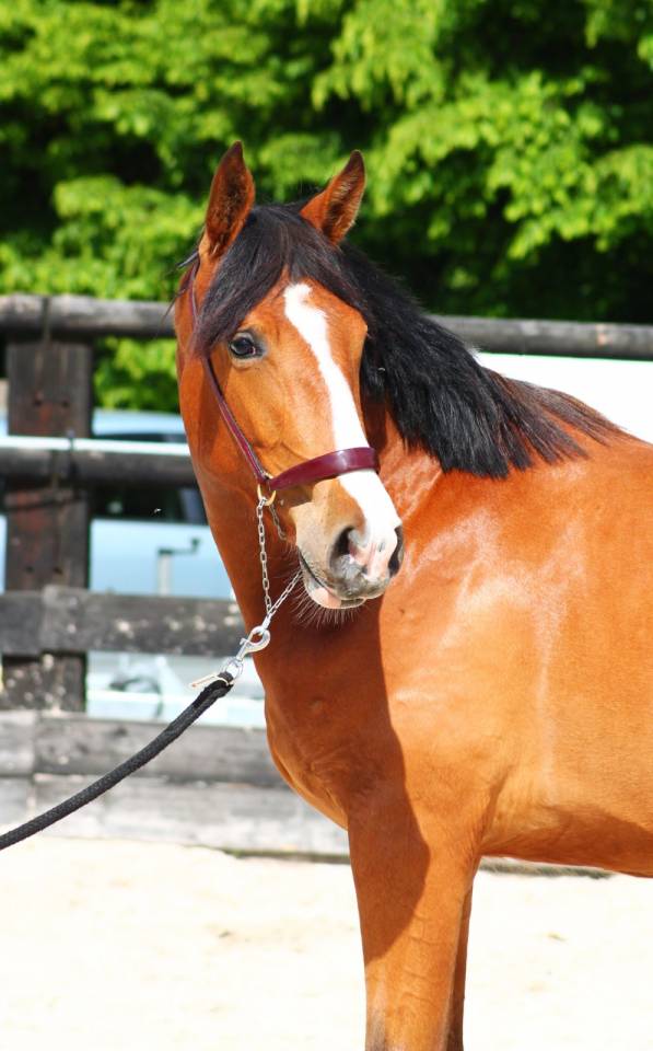 Mare Origin Recorded For sale 2024 Bay