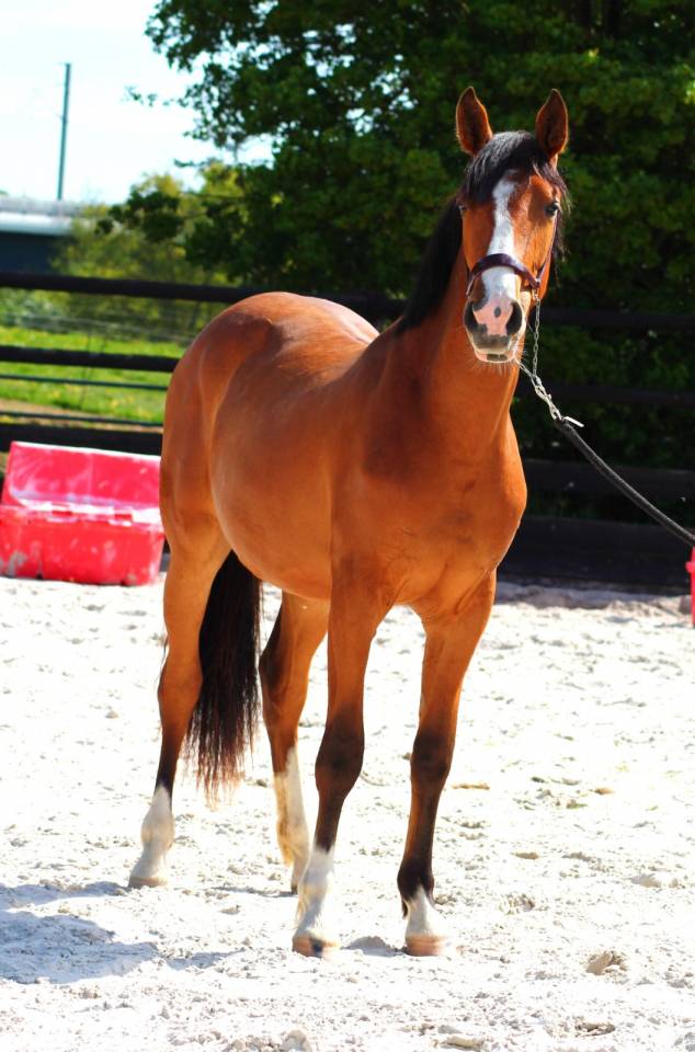 Mare Origin Recorded For sale 2024 Bay