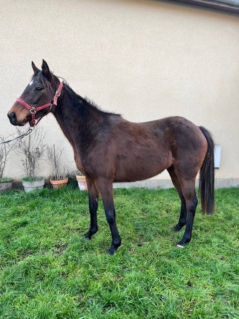 Filly Thoroughbred For sale 2020 Bay