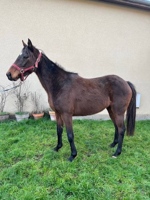 Filly Thoroughbred For sale 2020 Bay