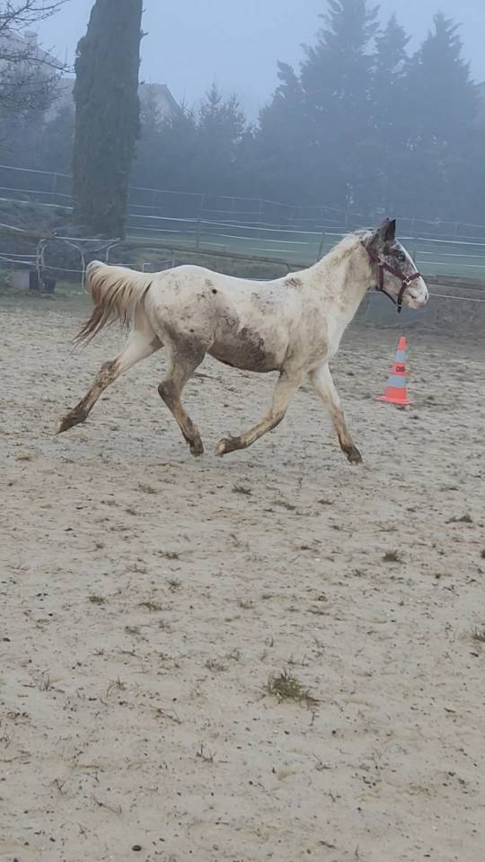 Entire Origin Recorded For sale 2023 Coloured