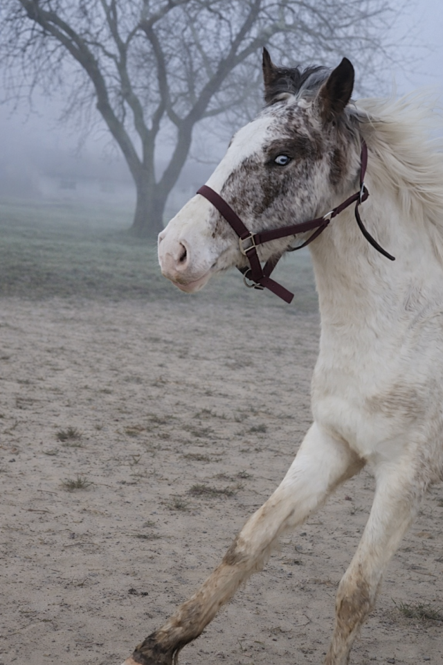 Entire Origin Recorded For sale 2023 Coloured