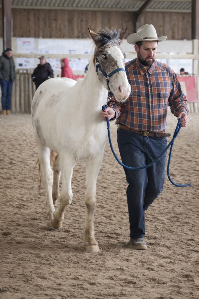 Entire Origin Recorded For sale 2023 Coloured