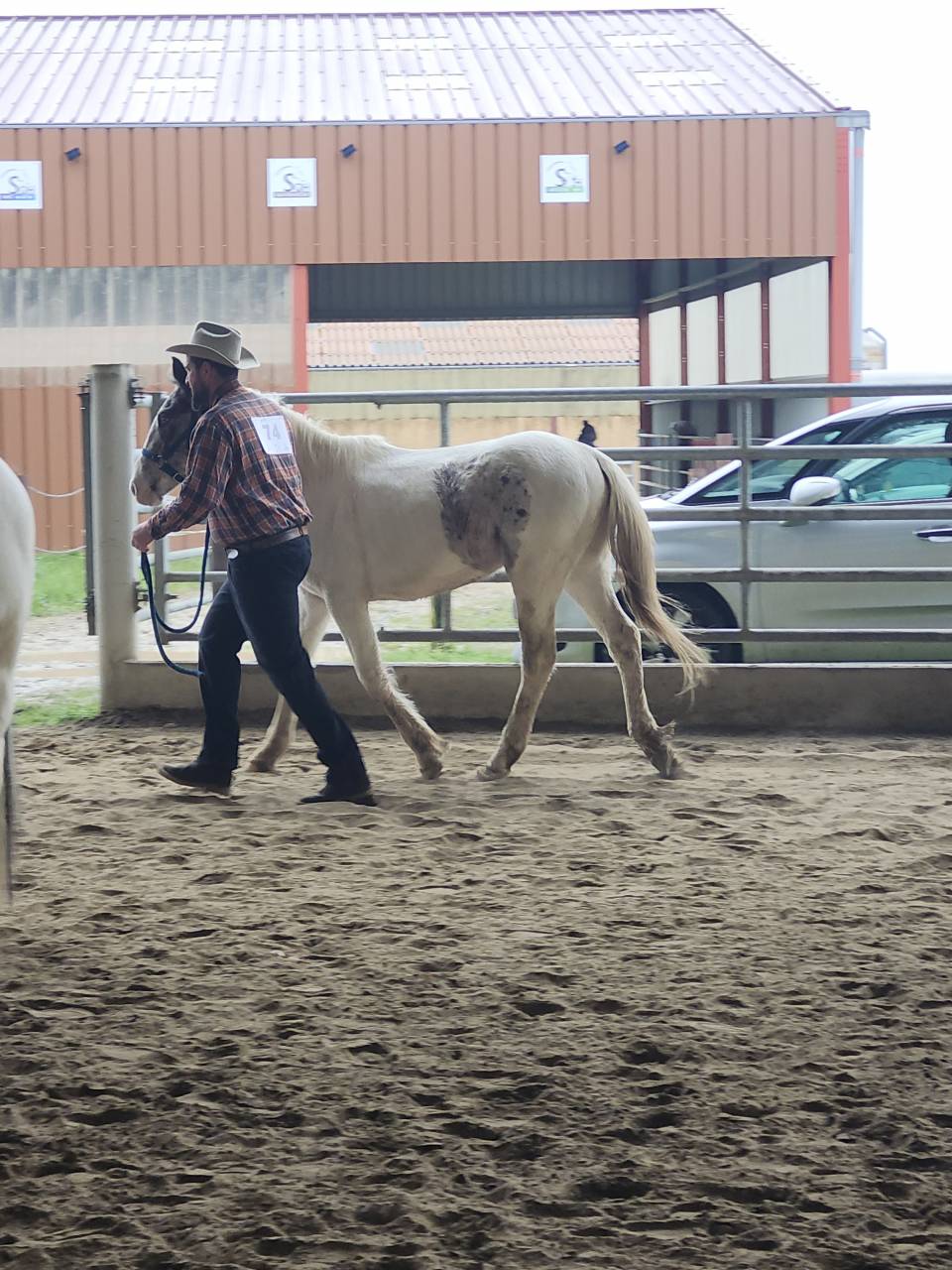 Entire Origin Recorded For sale 2023 Coloured