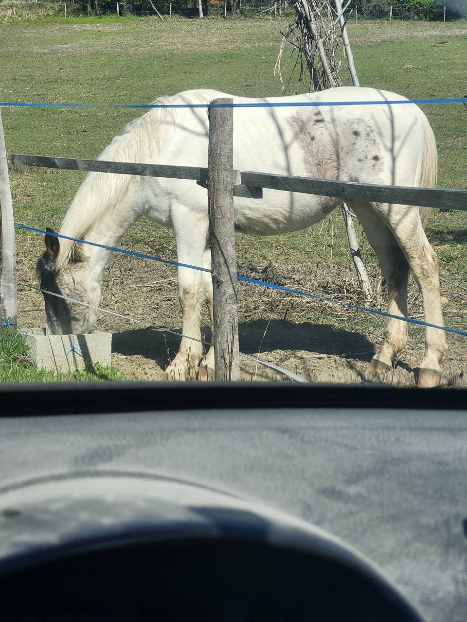 Entire Origin Recorded For sale 2023 Coloured