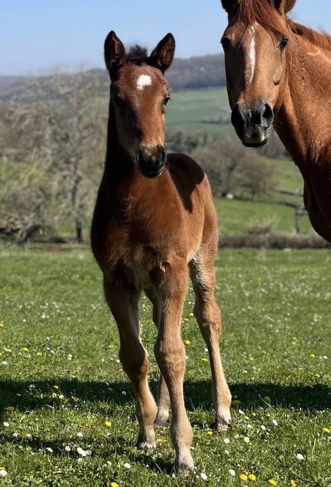 Colt Selle Fran&ccedil;ais For sale 2026 Bay