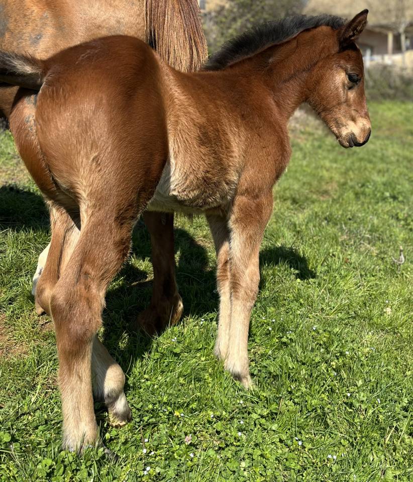 Colt Selle Fran&ccedil;ais For sale 2026 Bay
