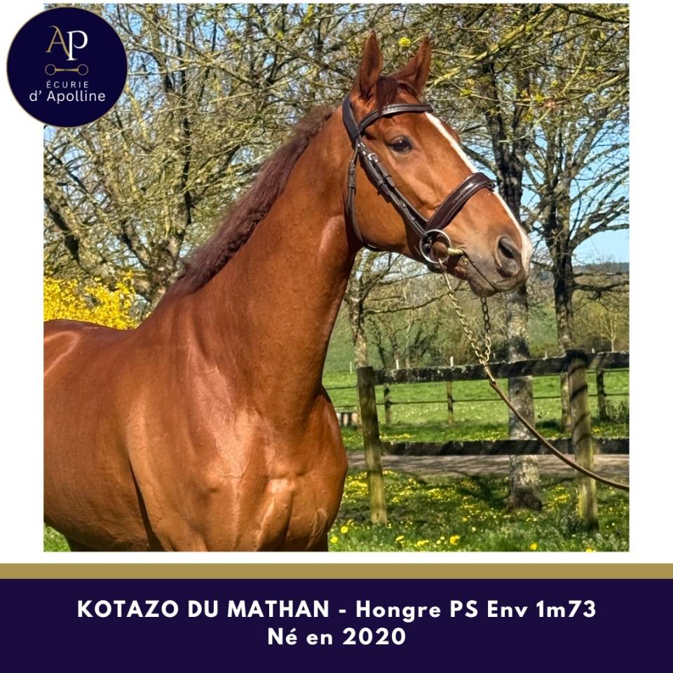 Gelding Thoroughbred For sale 2020 Chesnut