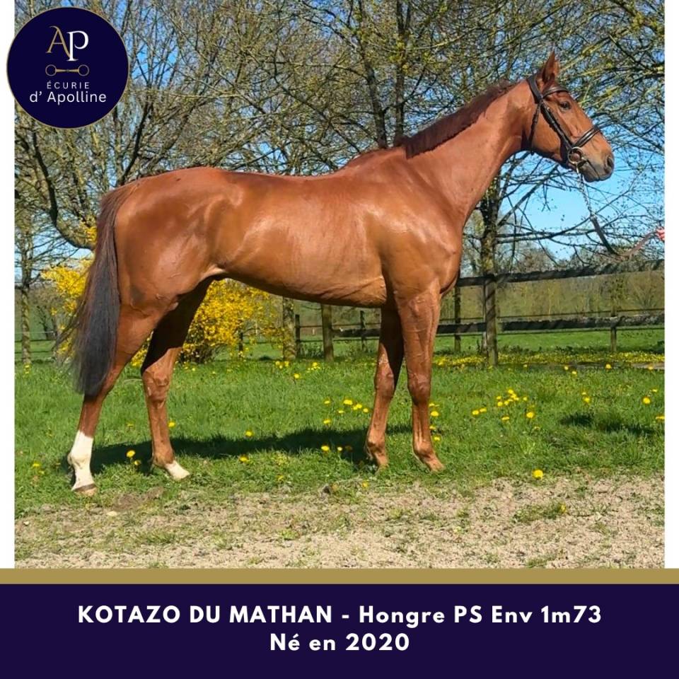 Gelding Thoroughbred For sale 2020 Chesnut