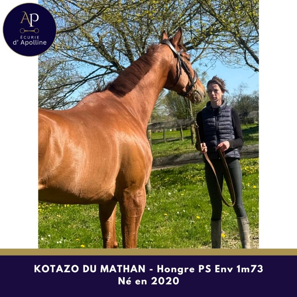 Gelding Thoroughbred For sale 2020 Chesnut