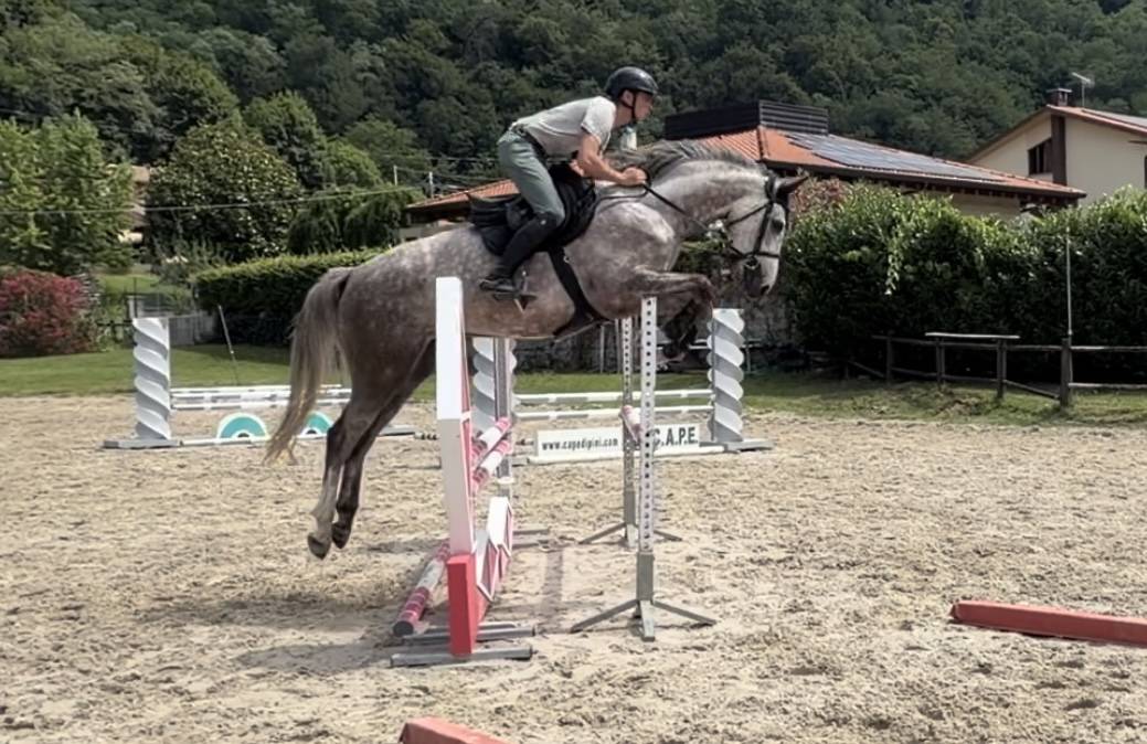Gelding Zangersheide For sale 2022 Grey