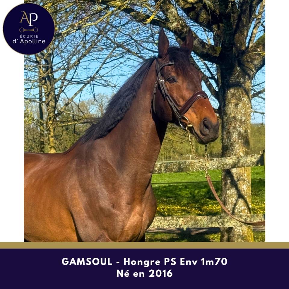 Gelding Thoroughbred For sale 2016 Bay