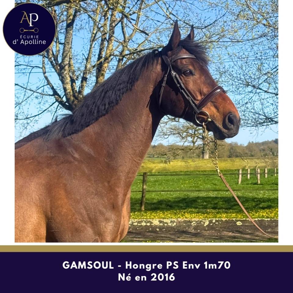 Gelding Thoroughbred For sale 2016 Bay