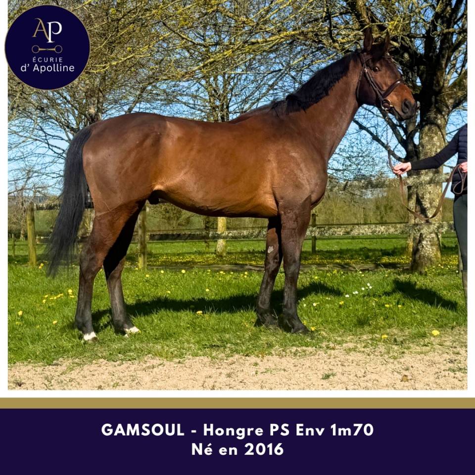 Gelding Thoroughbred For sale 2016 Bay