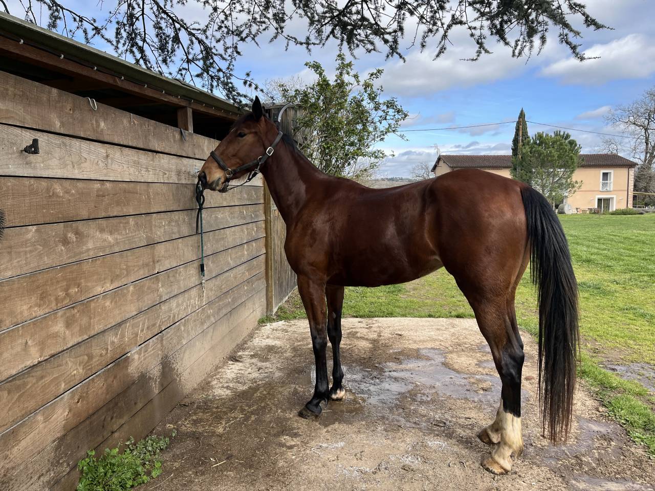 Filly French Trotter For sale 2023 Bay