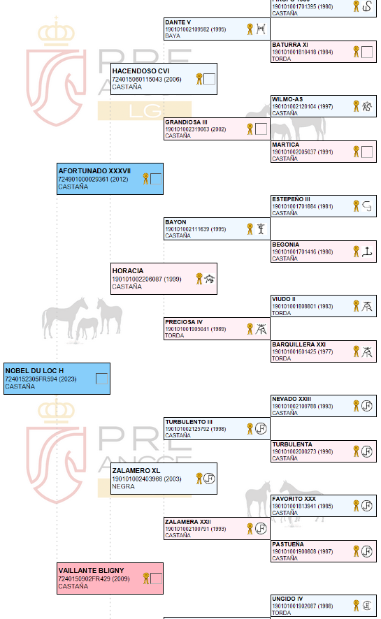 Gelding PRE Pure Spanish Bred For sale 2023 Dark Bay