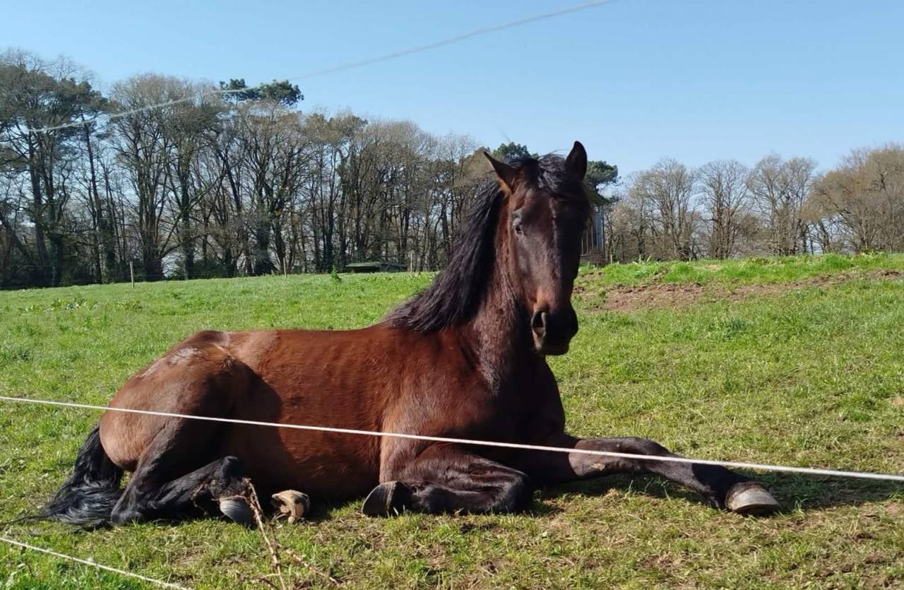 Gelding PRE Pure Spanish Bred For sale 2023 Dark Bay