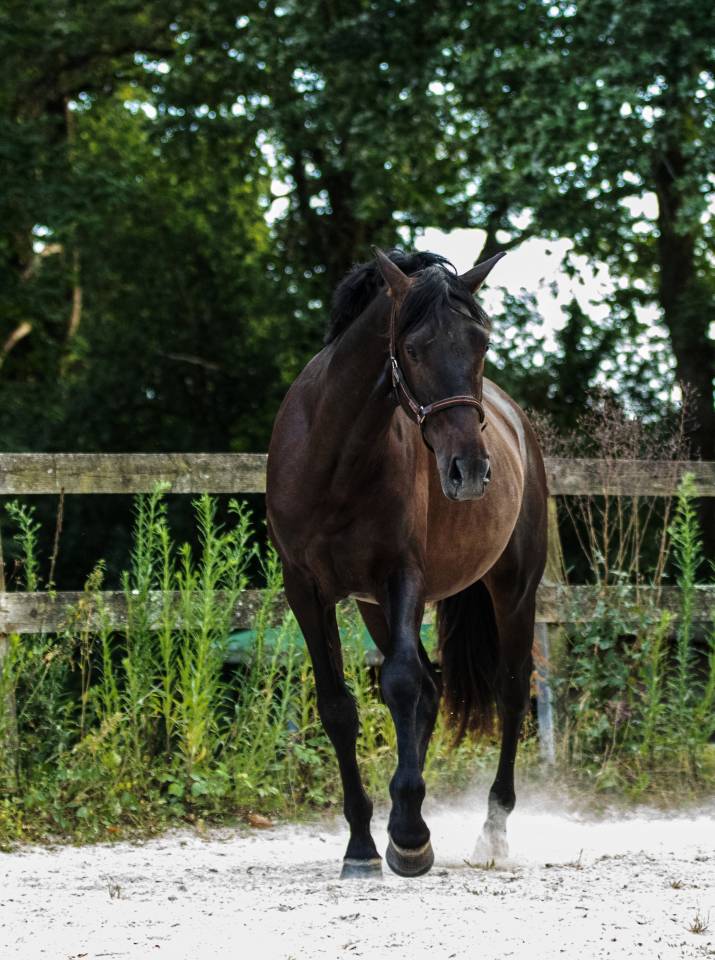 Gelding PRE Pure Spanish Bred For sale 2023 Dark Bay