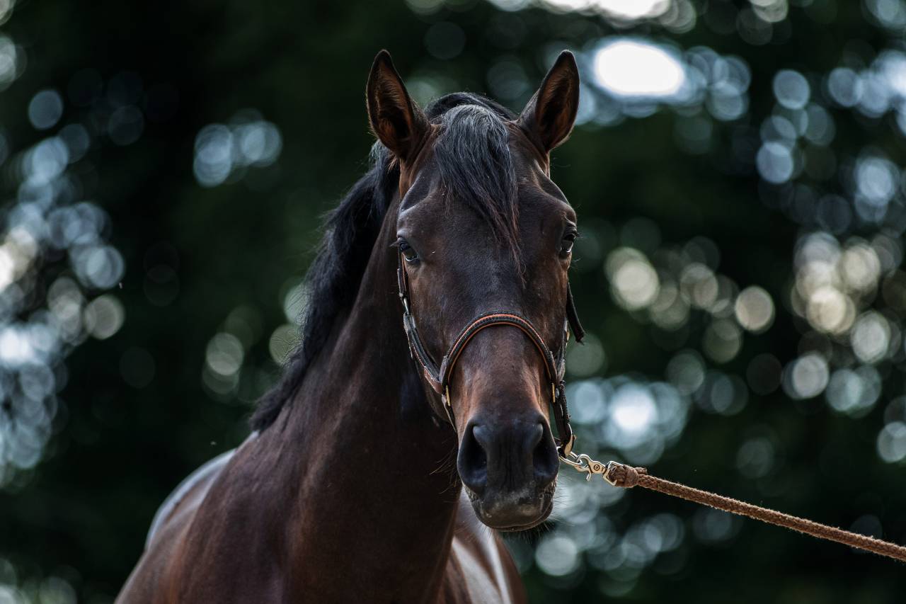 Gelding PRE Pure Spanish Bred For sale 2023 Dark Bay