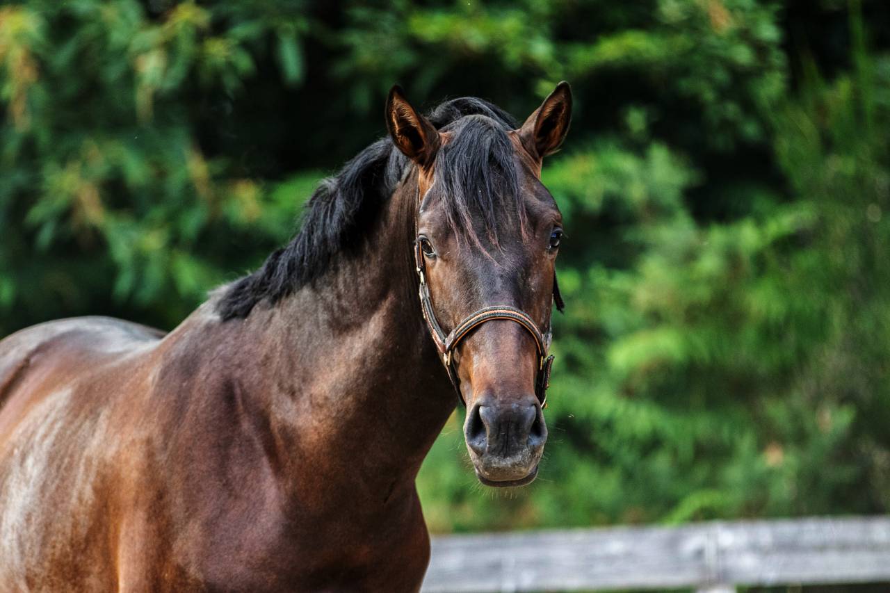Gelding PRE Pure Spanish Bred For sale 2023 Dark Bay