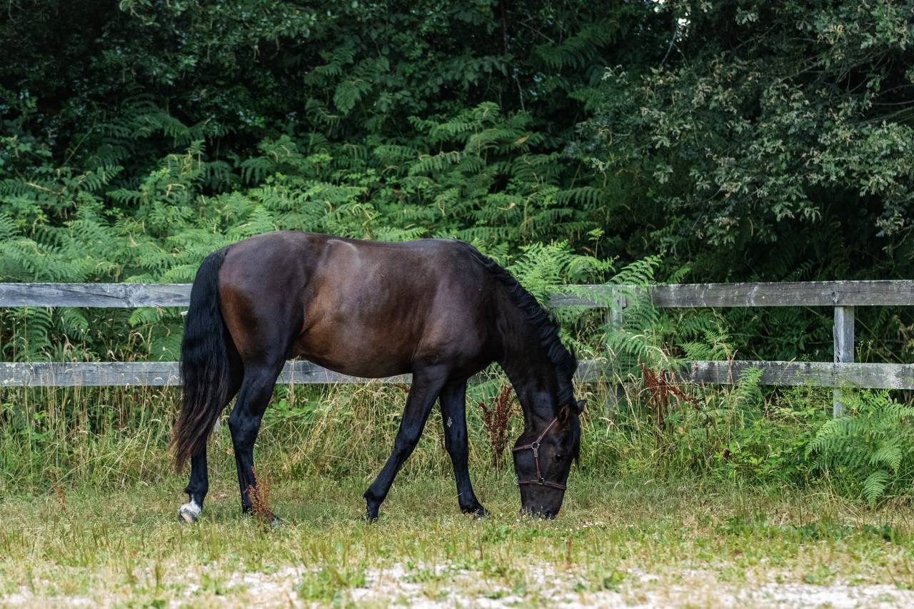 Gelding PRE Pure Spanish Bred For sale 2023 Dark Bay