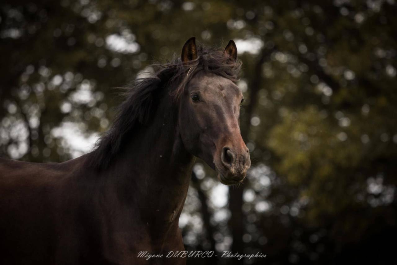 Gelding PRE Pure Spanish Bred For sale 2023 Dark Bay