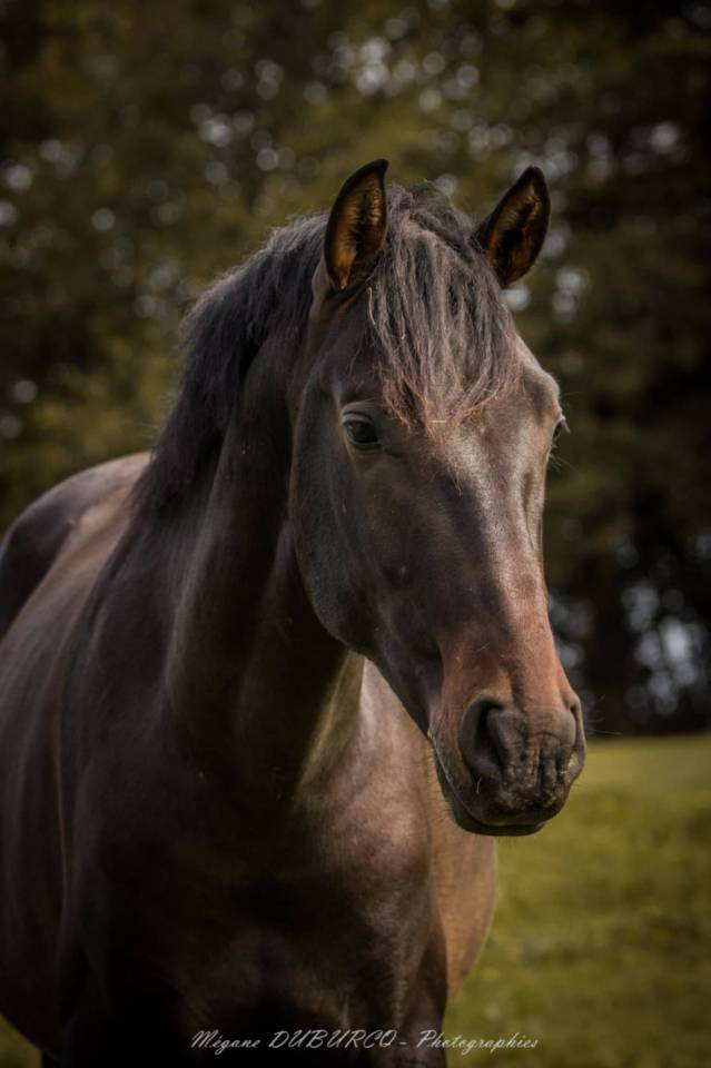 Gelding PRE Pure Spanish Bred For sale 2023 Dark Bay