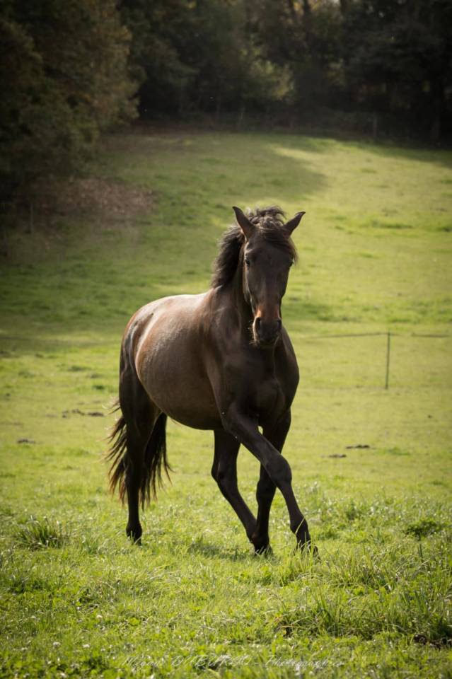 Gelding PRE Pure Spanish Bred For sale 2023 Dark Bay