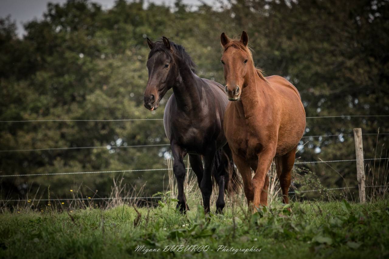 Gelding PRE Pure Spanish Bred For sale 2023 Dark Bay