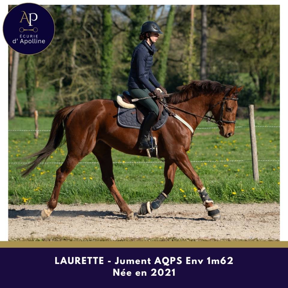 Mare AQPS For sale 2021 Chesnut