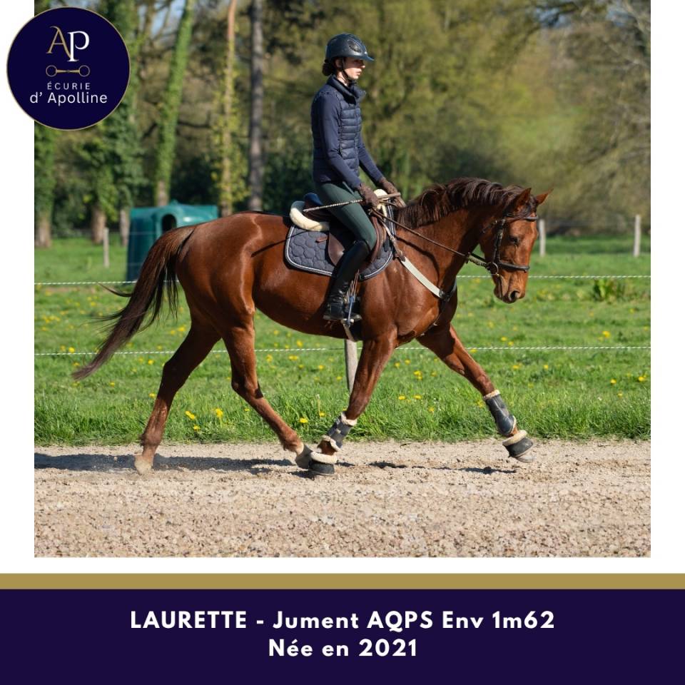 Mare AQPS For sale 2021 Chesnut