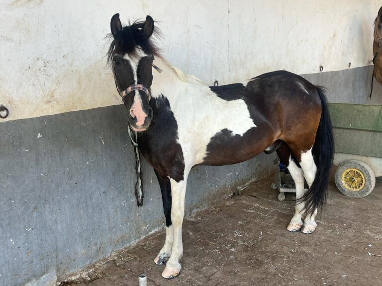 Gelding No Origin Recorded For sale 2018 Coloured