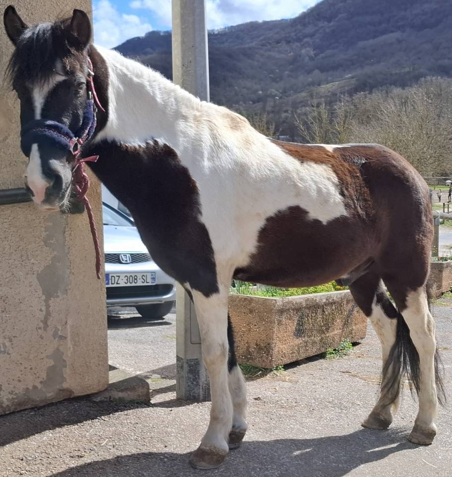 Gelding No Origin Recorded For sale 2018 Coloured