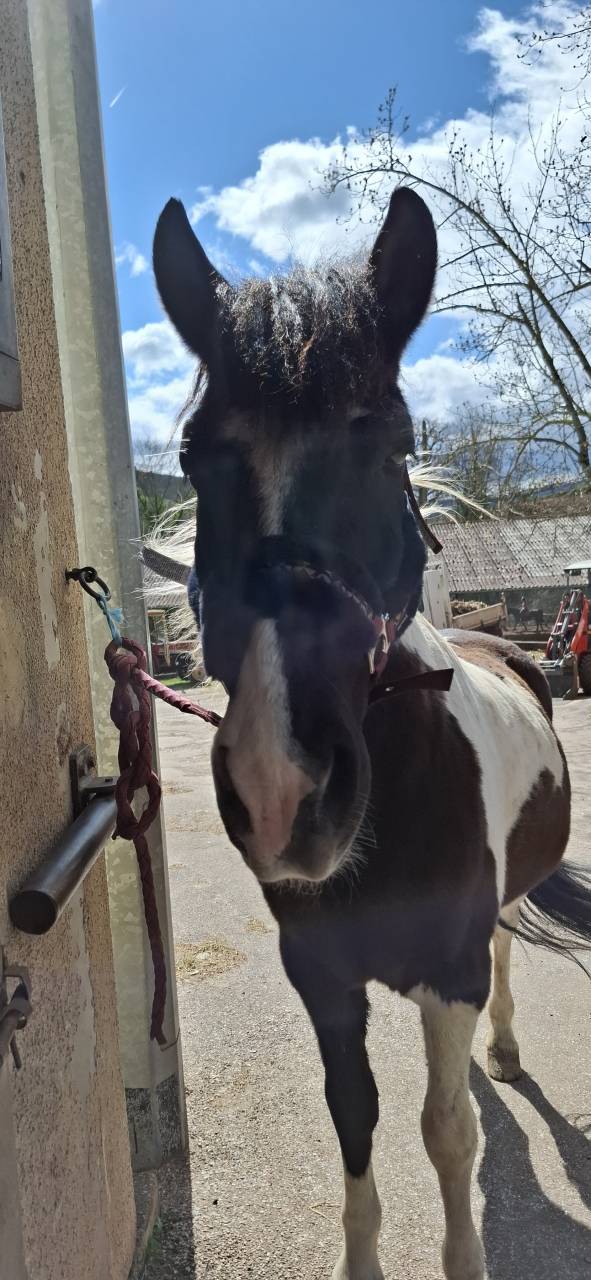 Gelding No Origin Recorded For sale 2018 Coloured