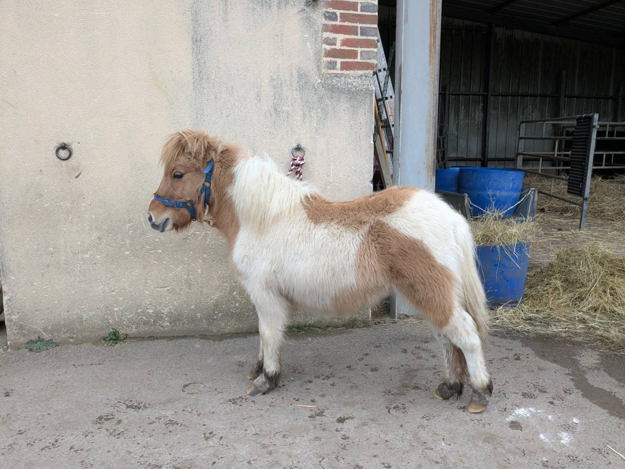 Colt Shetland Pony For sale 2025 Coloured