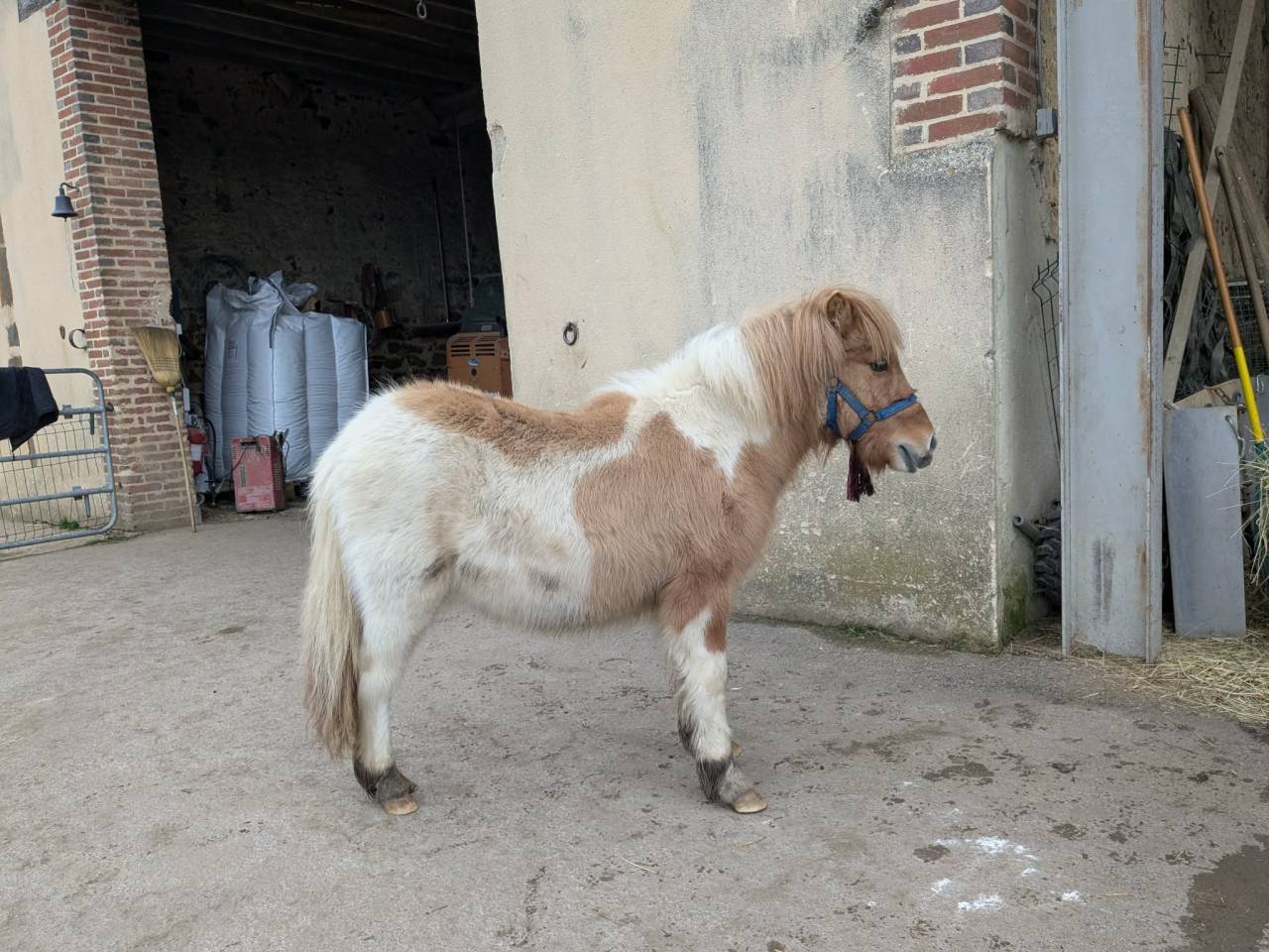 Colt Shetland Pony For sale 2025 Coloured