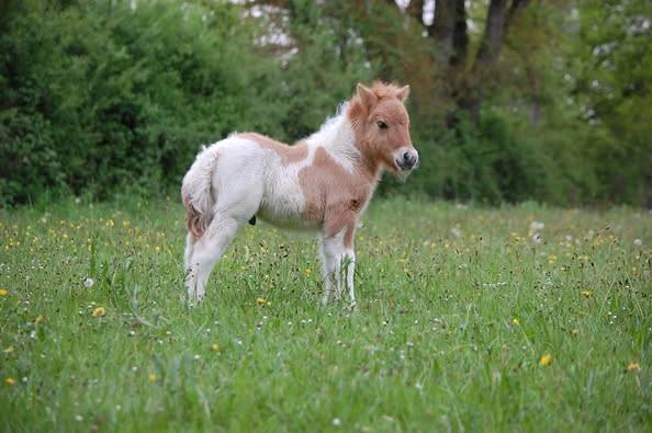 Colt Shetland Pony For sale 2025 Coloured