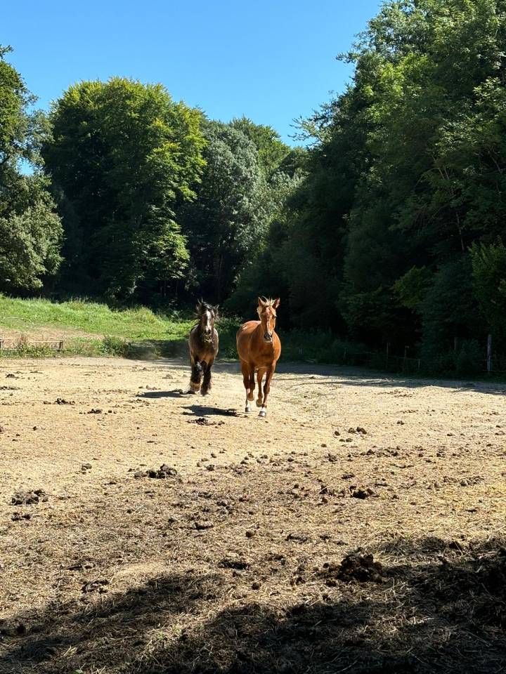 Gelding Tinker For sale 2020 Dark Bay